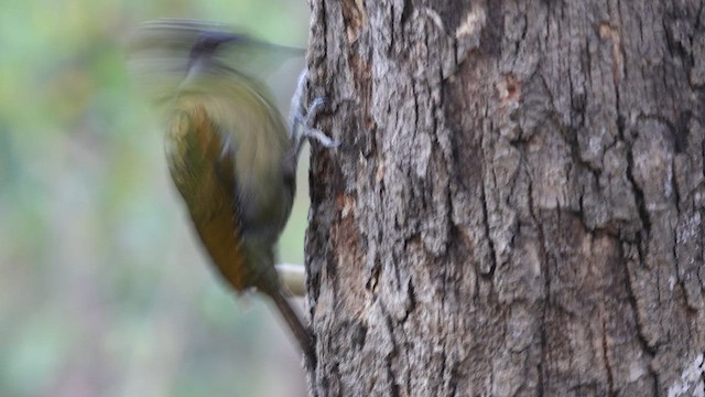 Gray-headed Woodpecker - ML618146104