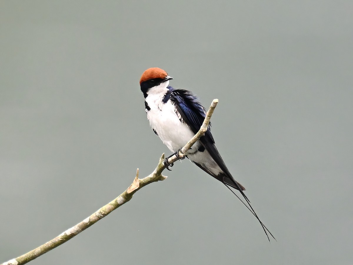Wire-tailed Swallow - ML618146126