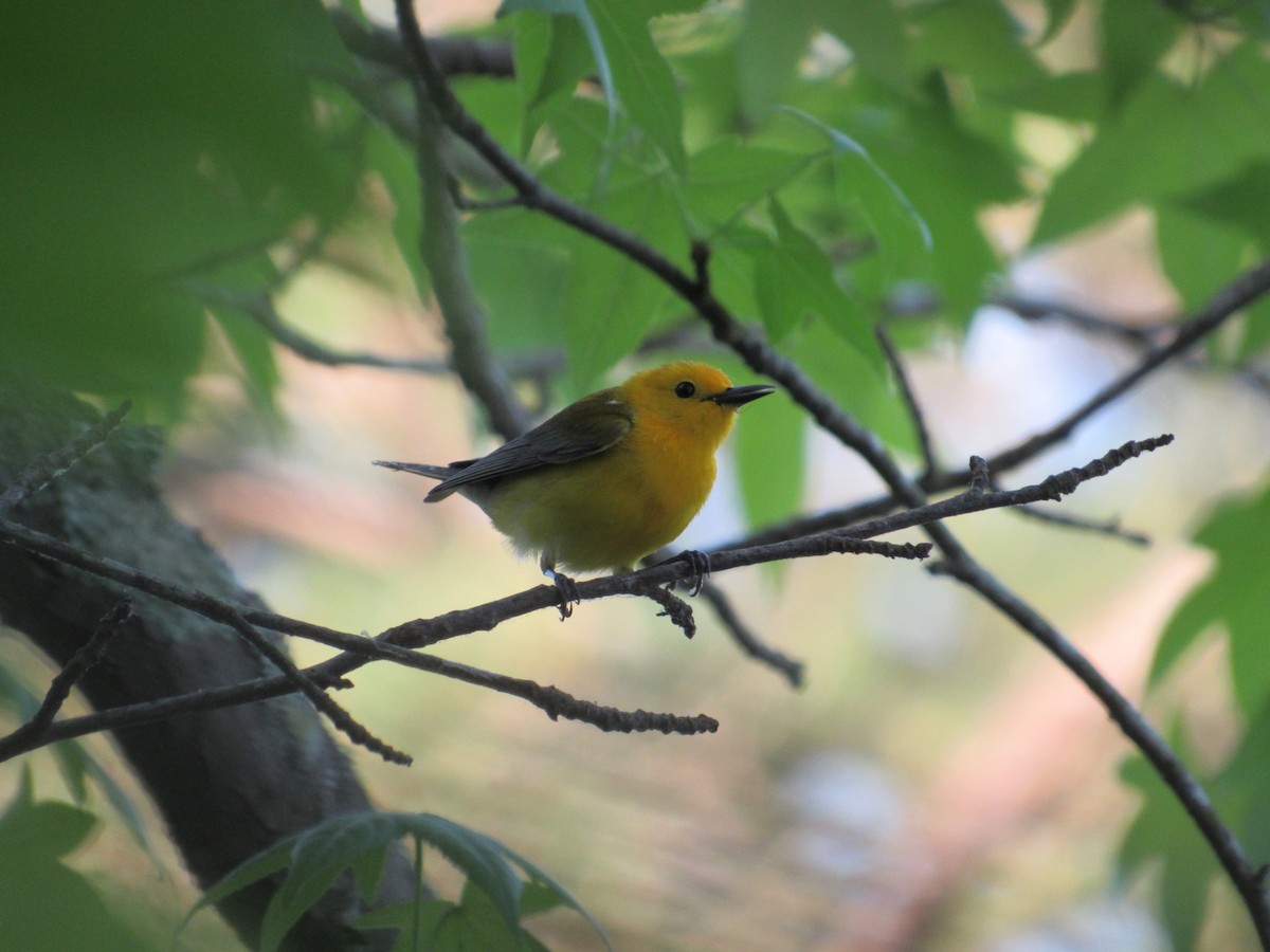 Prothonotary Warbler - Timothy Blanchard