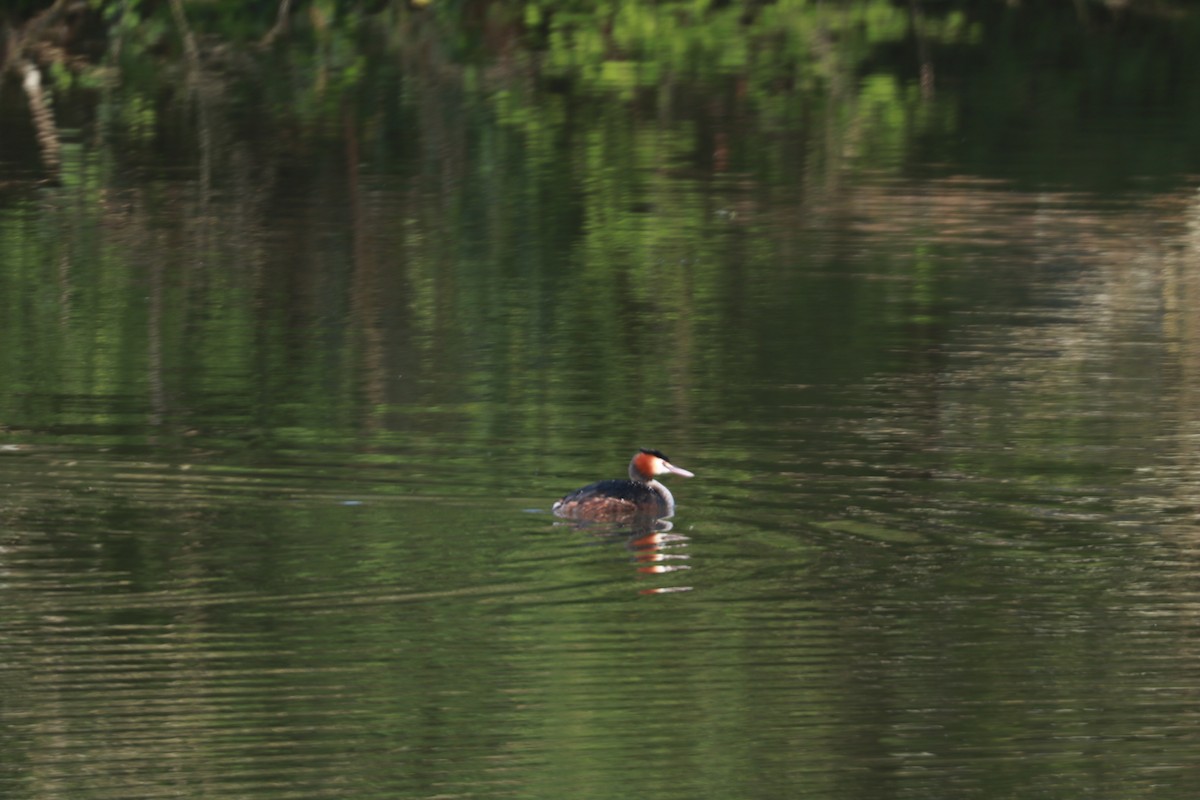 Great Crested Grebe - ML618146138