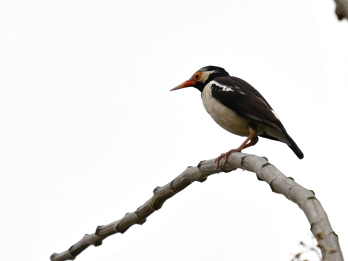 Indian Pied Starling - peng su