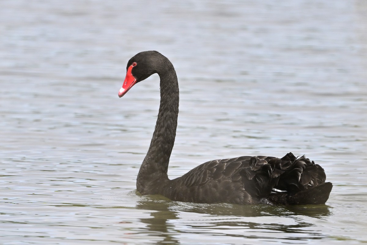 Black Swan - Gerd Schön