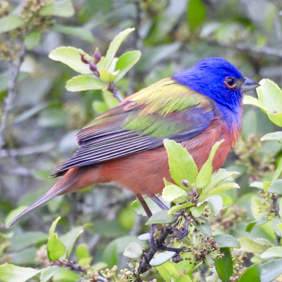 Painted Bunting - ML618146162