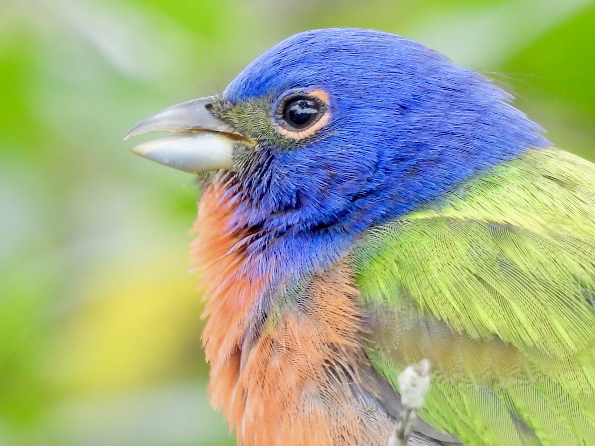 Painted Bunting - ML618146164