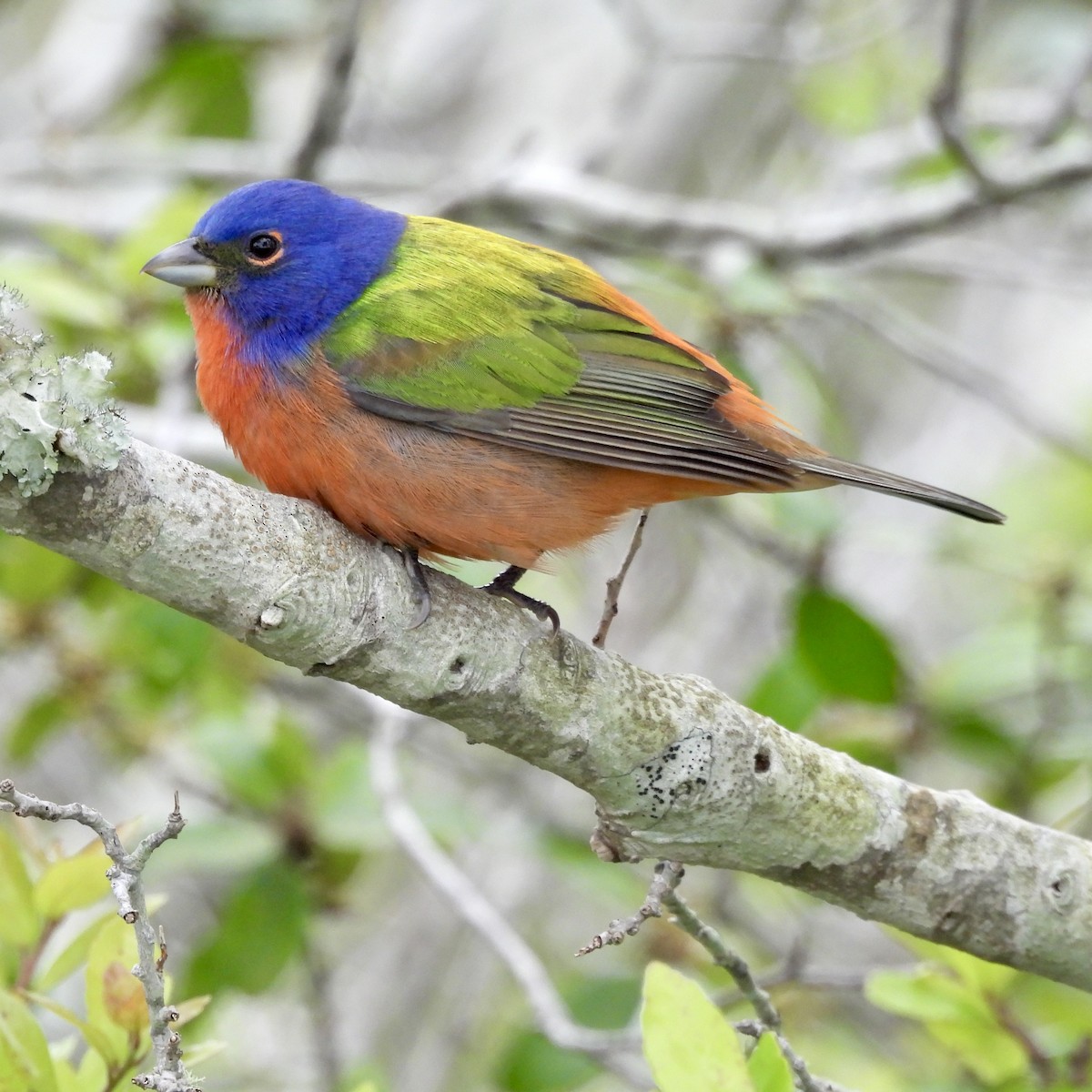 Painted Bunting - ML618146165