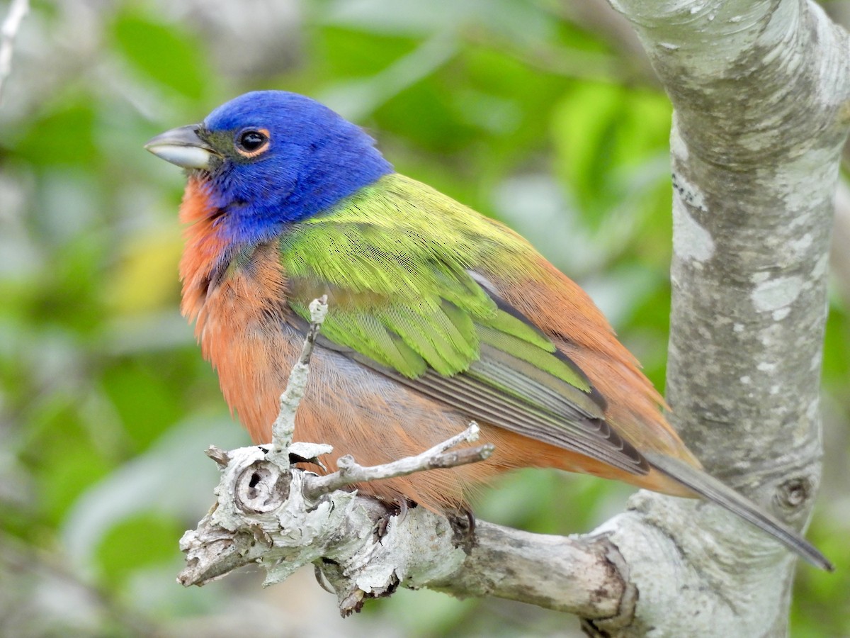Painted Bunting - ML618146166