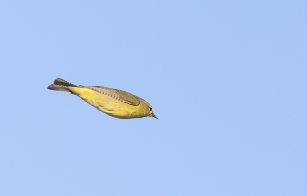 Orange-crowned Warbler - Ian Davies