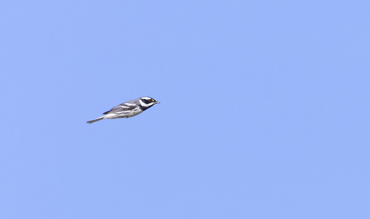 Black-throated Gray Warbler - ML618146195