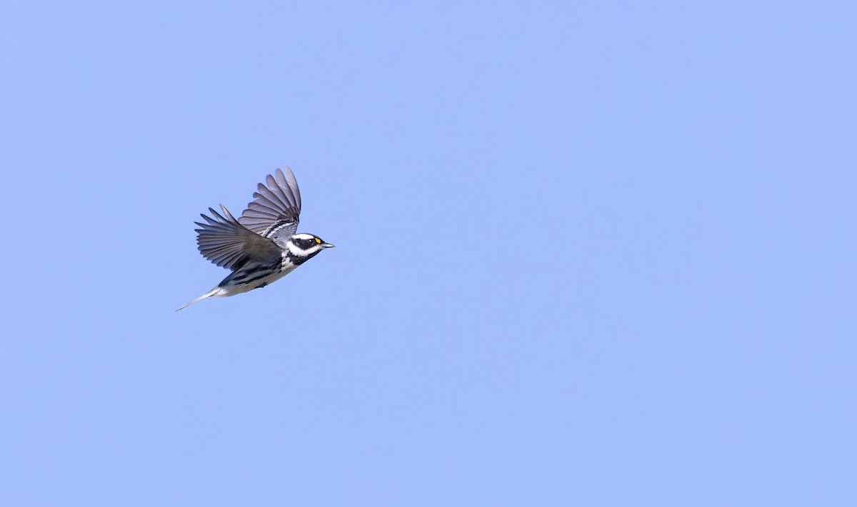 Black-throated Gray Warbler - ML618146196