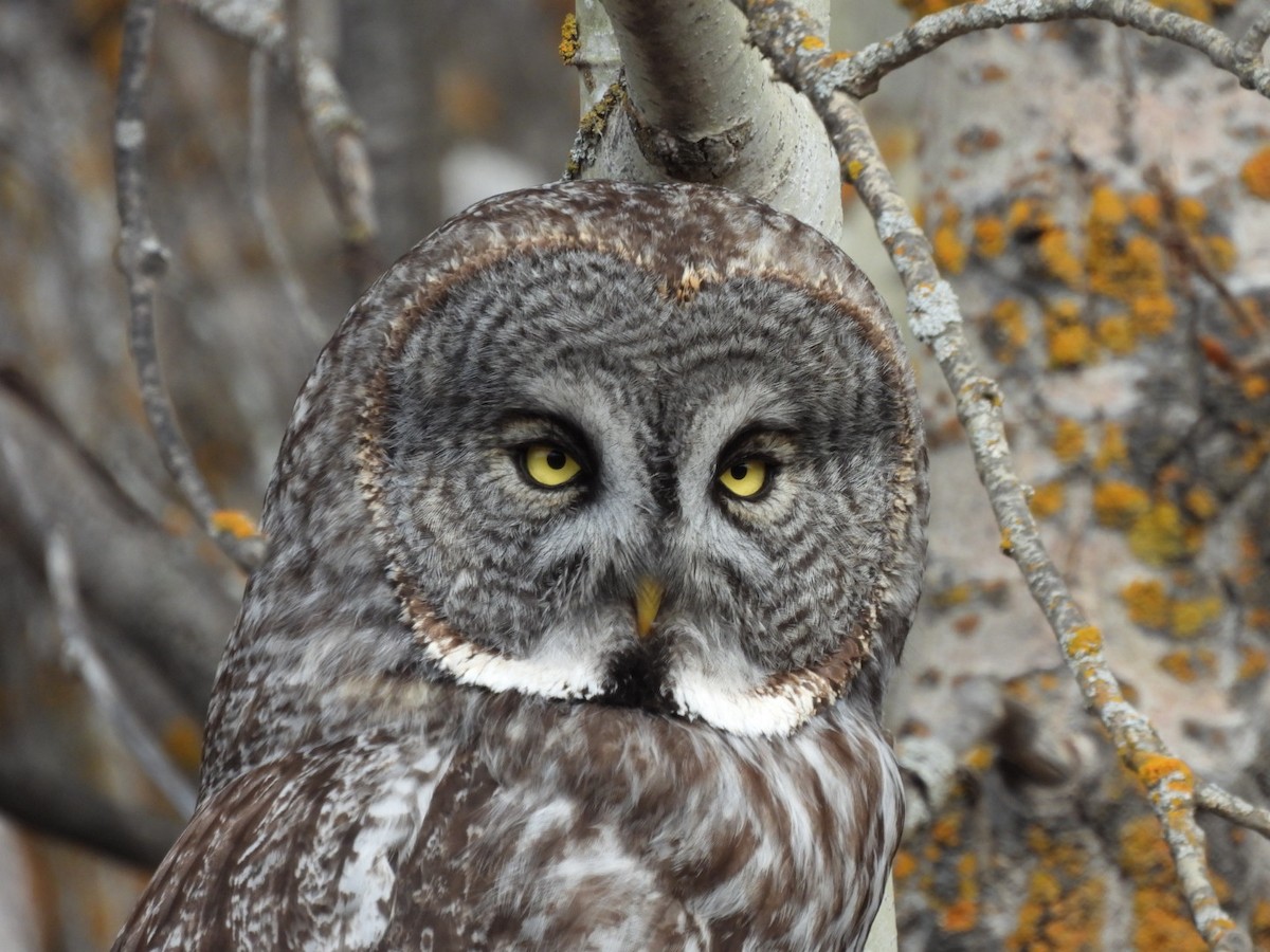 Great Gray Owl - ML618146201