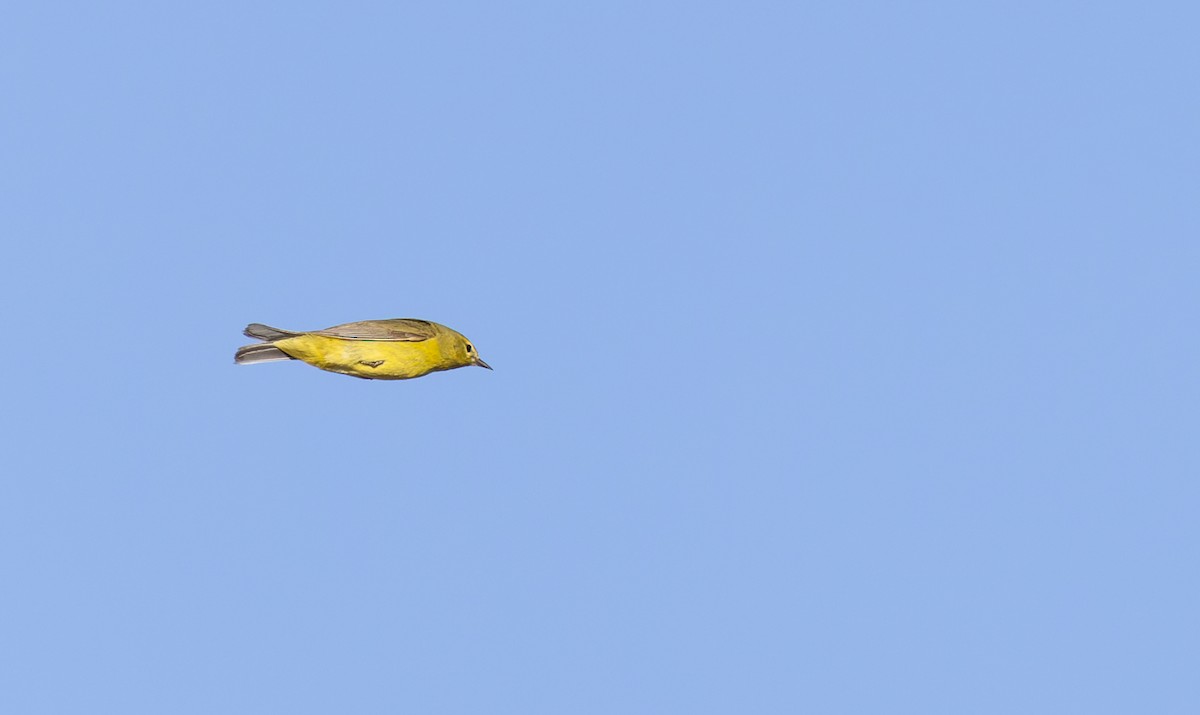 Orange-crowned Warbler - ML618146205