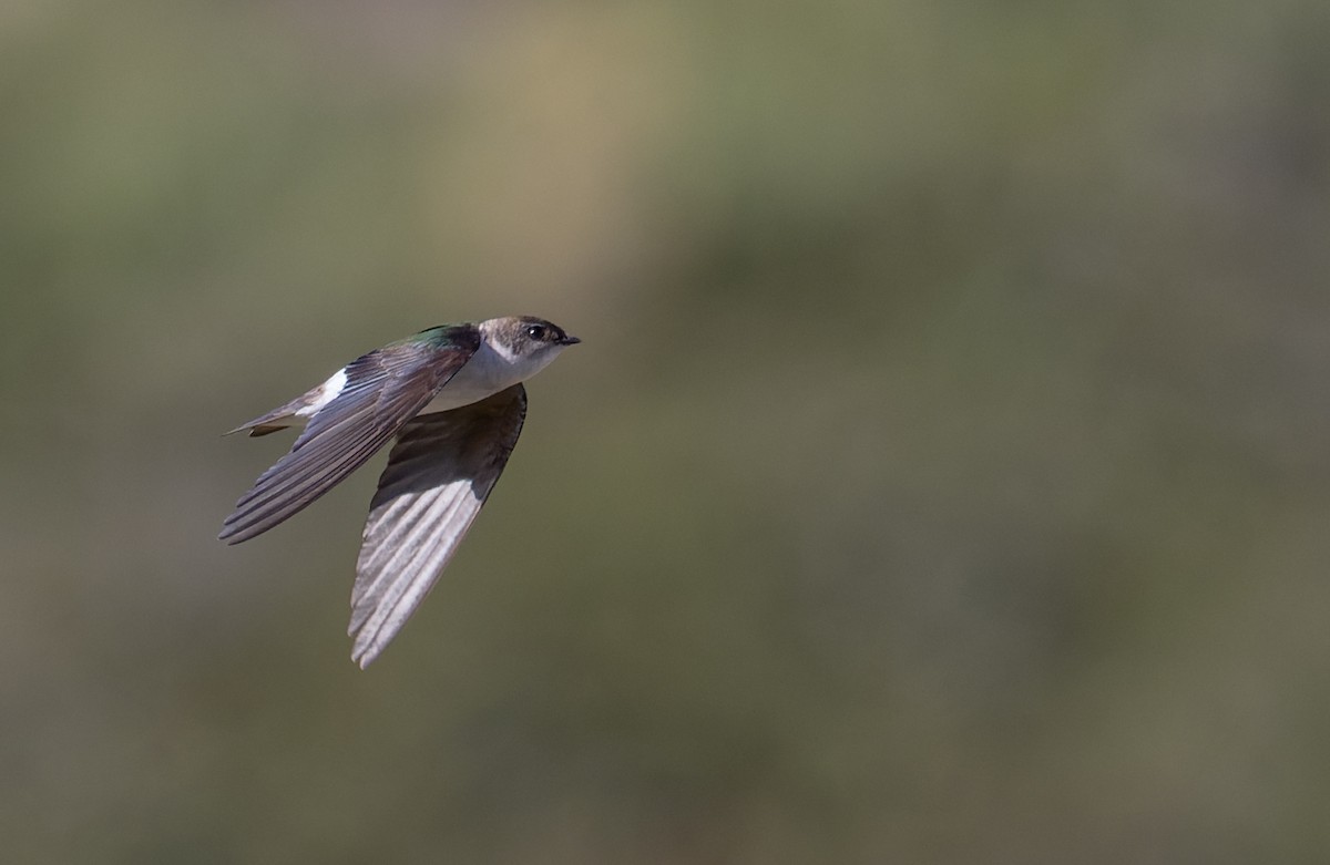 Violet-green Swallow - Ian Davies