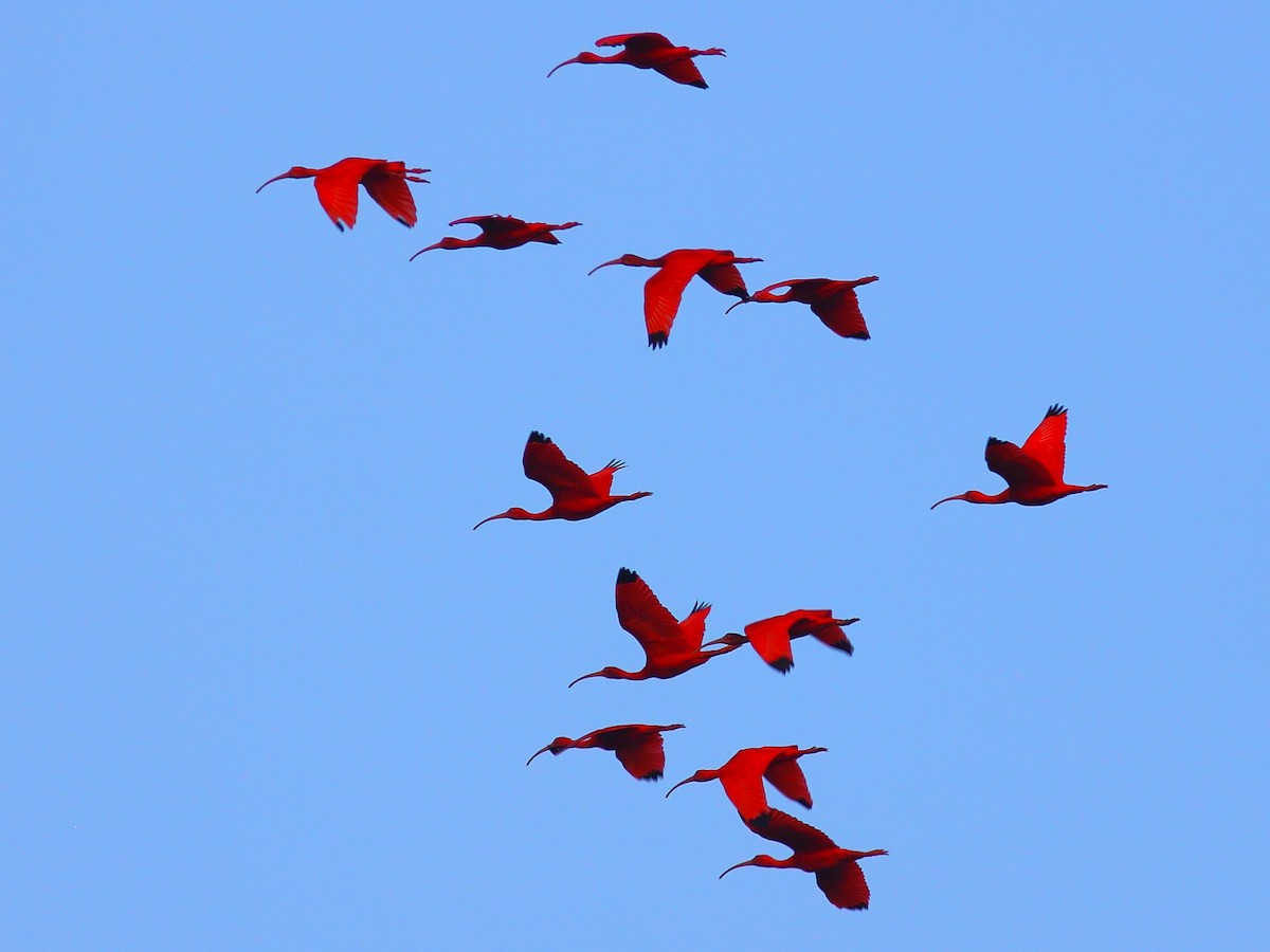 ibis rudý - ML618146219