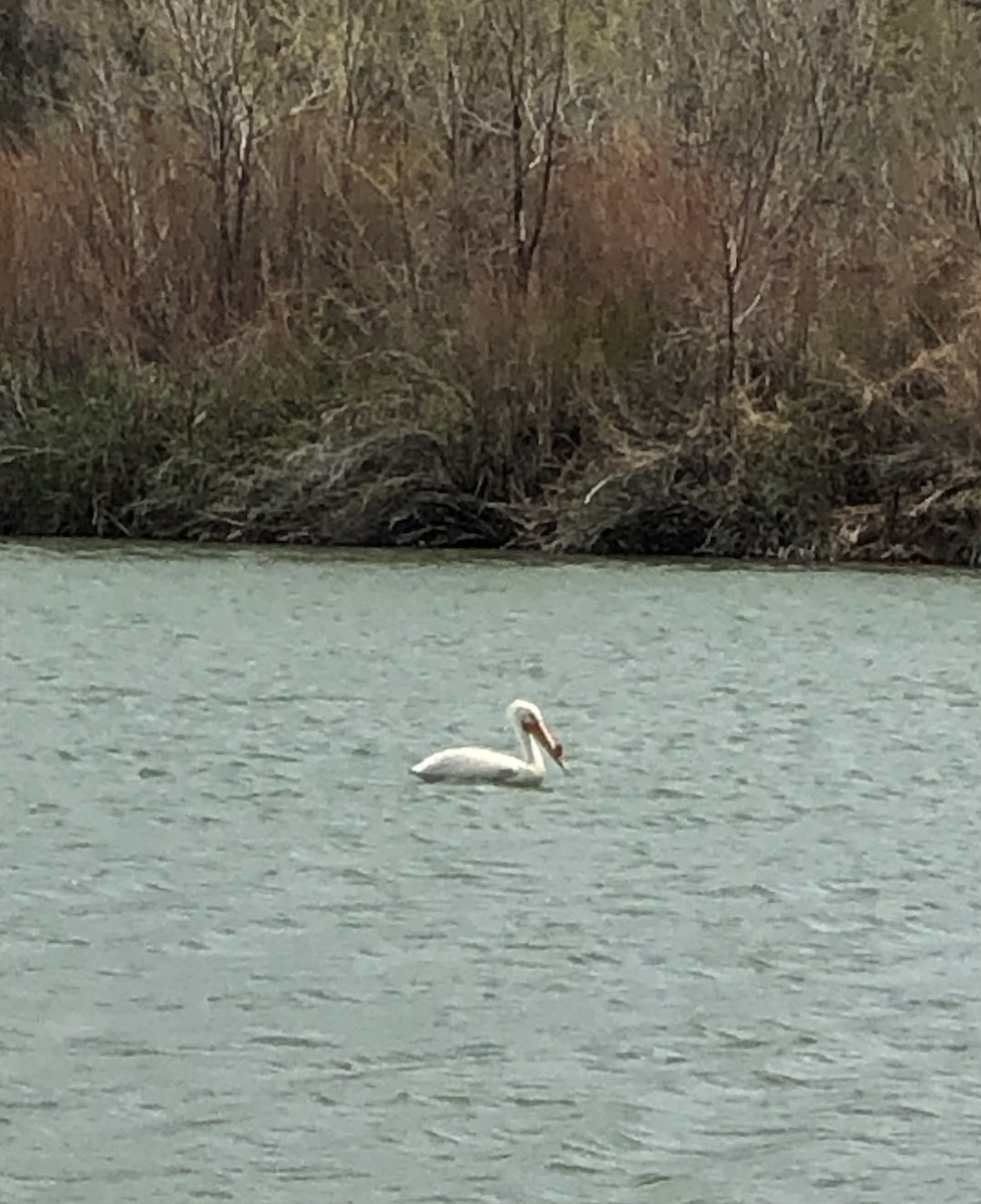 American White Pelican - ML618146231