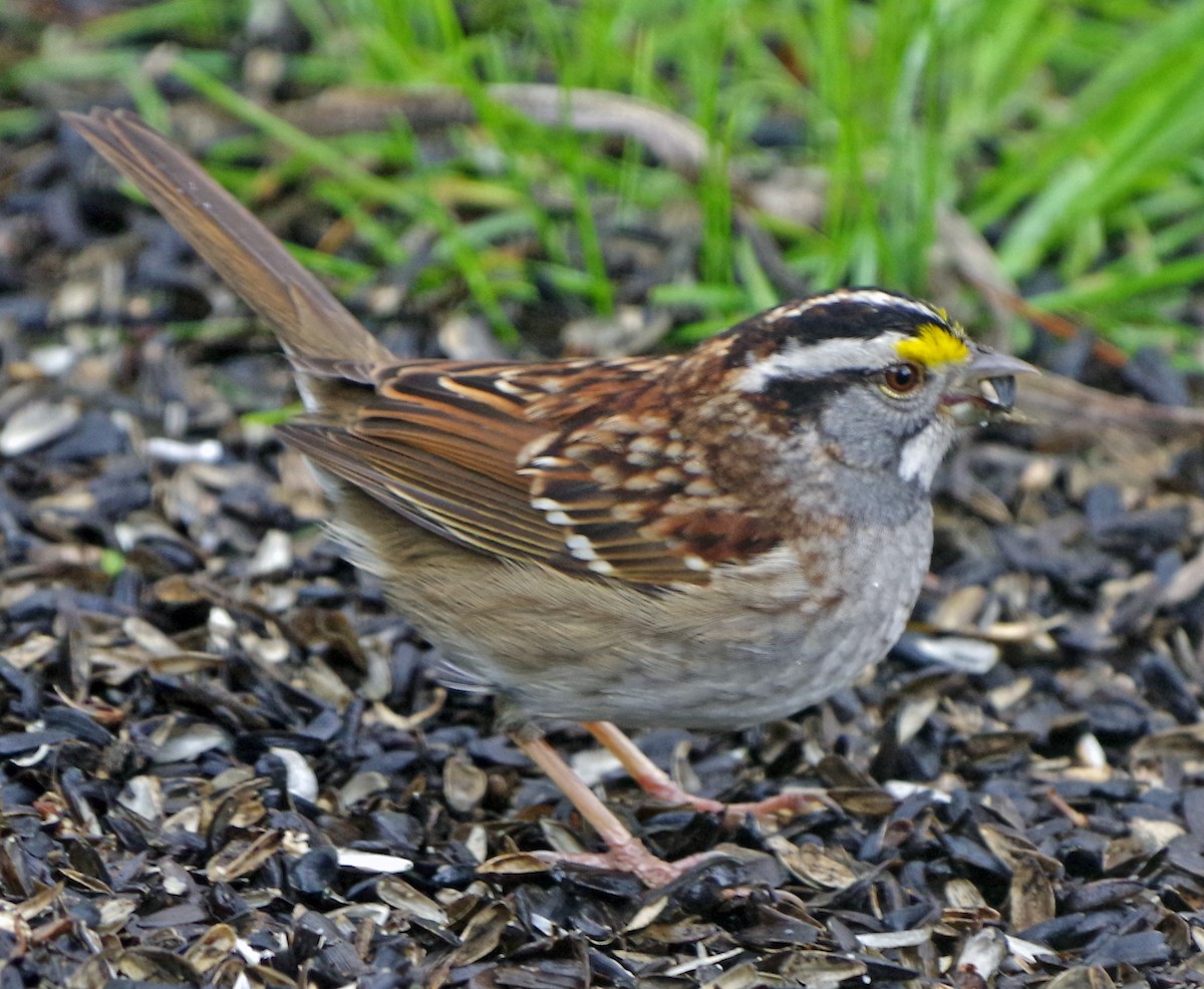 White-throated Sparrow - ML618146248