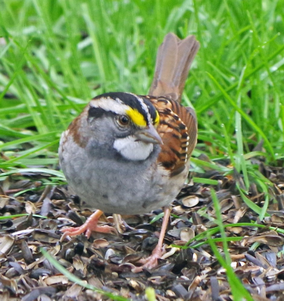 White-throated Sparrow - Bill Winkler