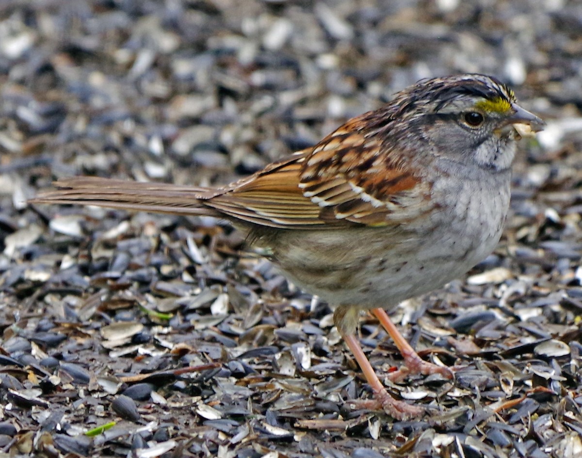 White-throated Sparrow - Bill Winkler
