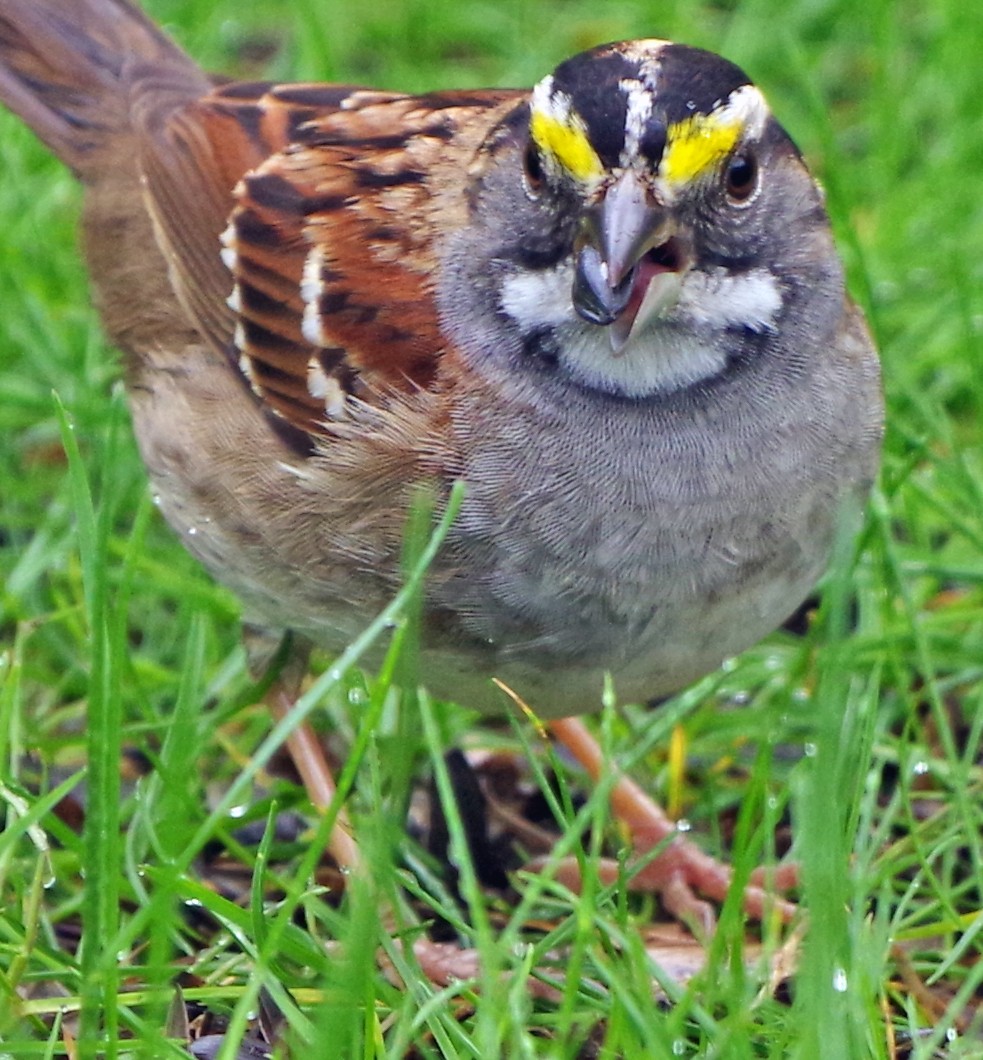 White-throated Sparrow - ML618146252