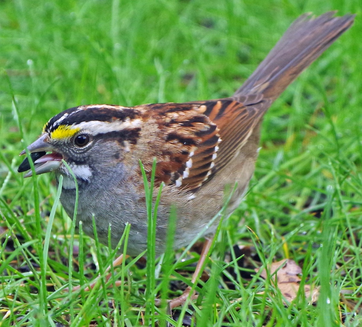 White-throated Sparrow - ML618146255