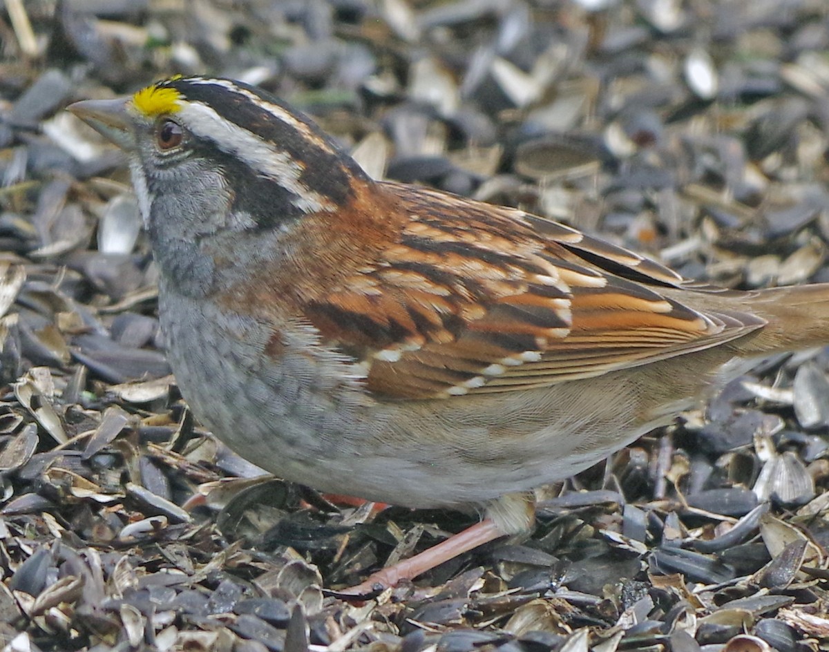 White-throated Sparrow - ML618146256