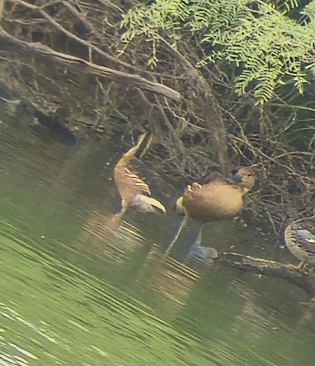 Fulvous Whistling-Duck - Kayleigh Andrus