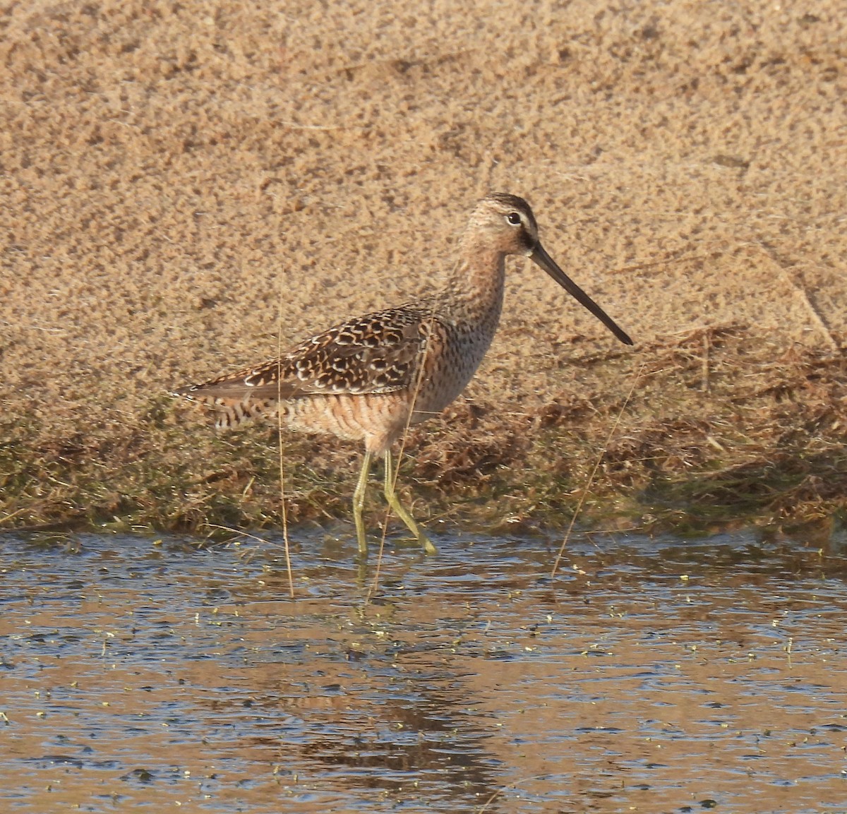 Long-billed Dowitcher - ML618146306