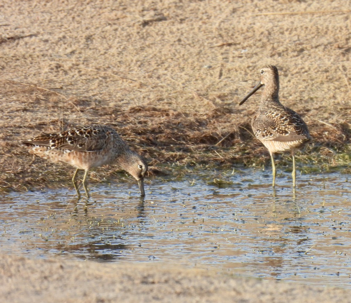 Long-billed Dowitcher - ML618146352