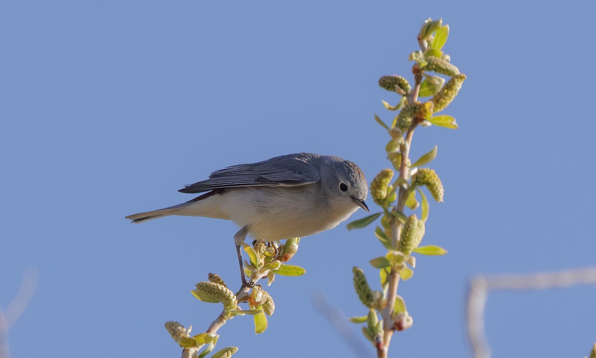 Lucy's Warbler - ML618146364