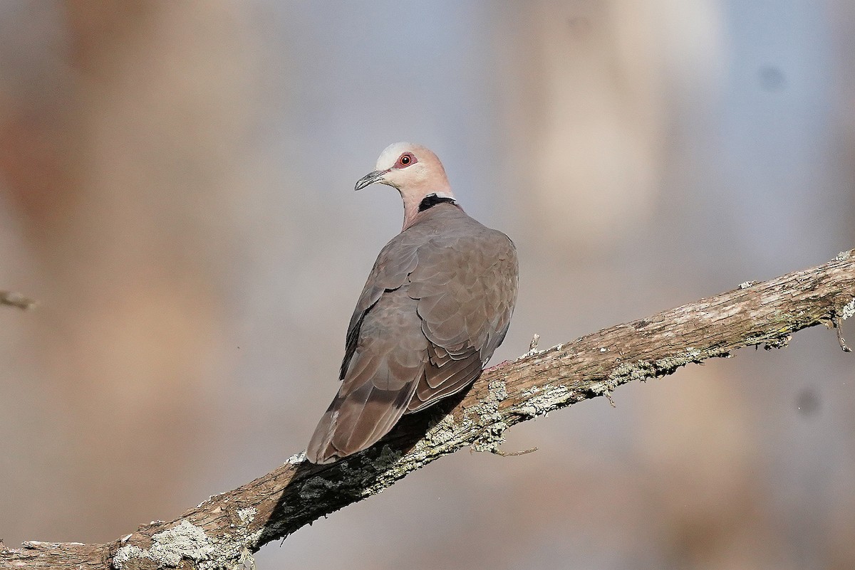 Red-eyed Dove - ML618146418