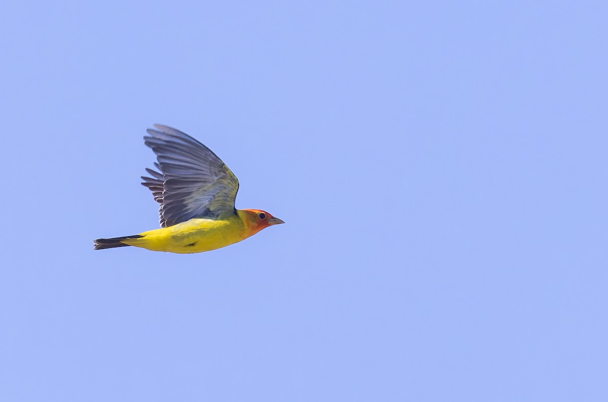 Western Tanager - ML618146421