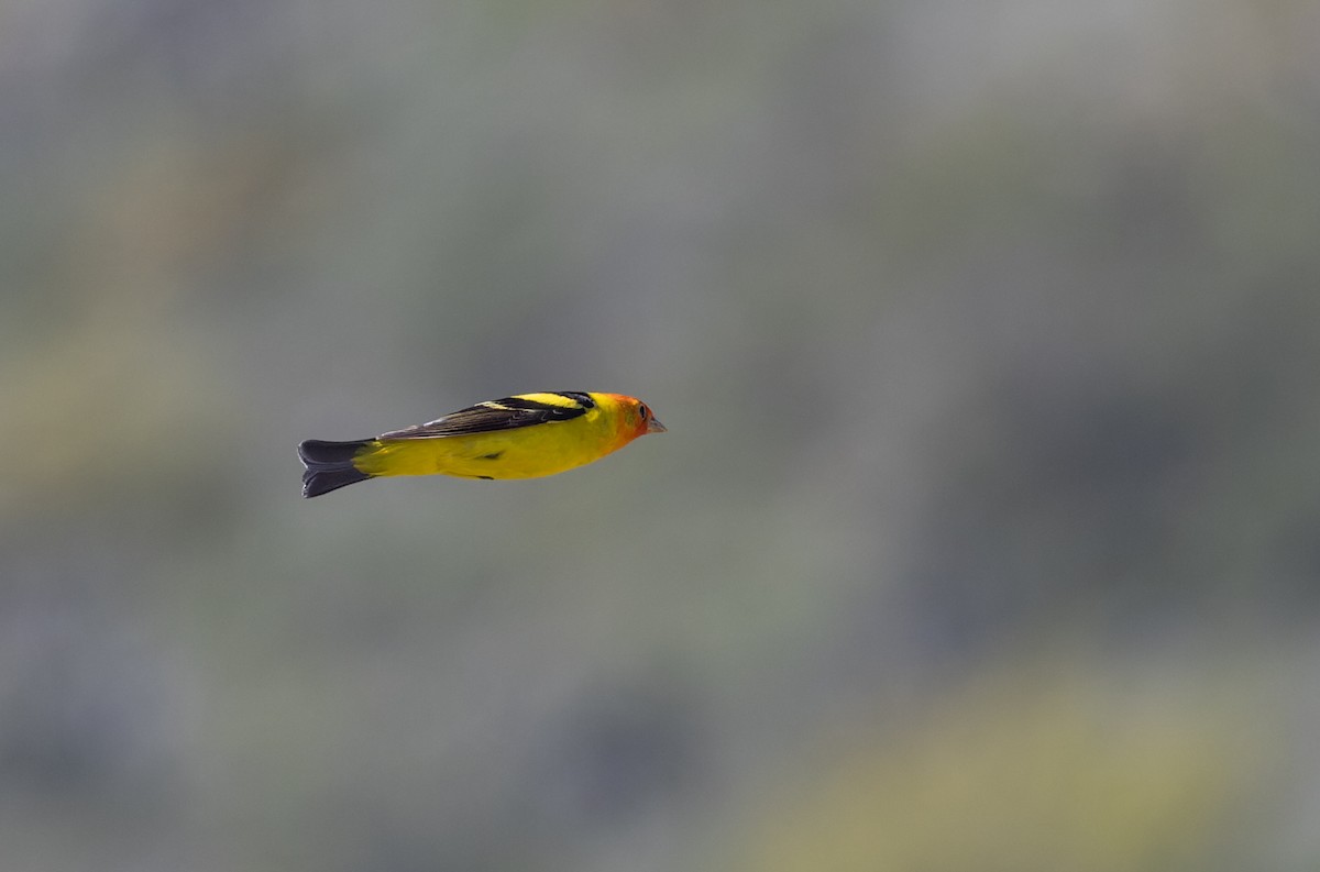 Western Tanager - ML618146422