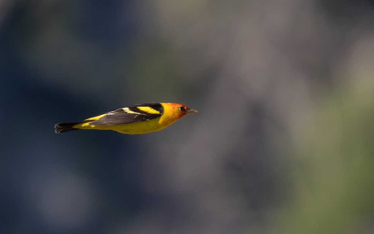 Western Tanager - ML618146424