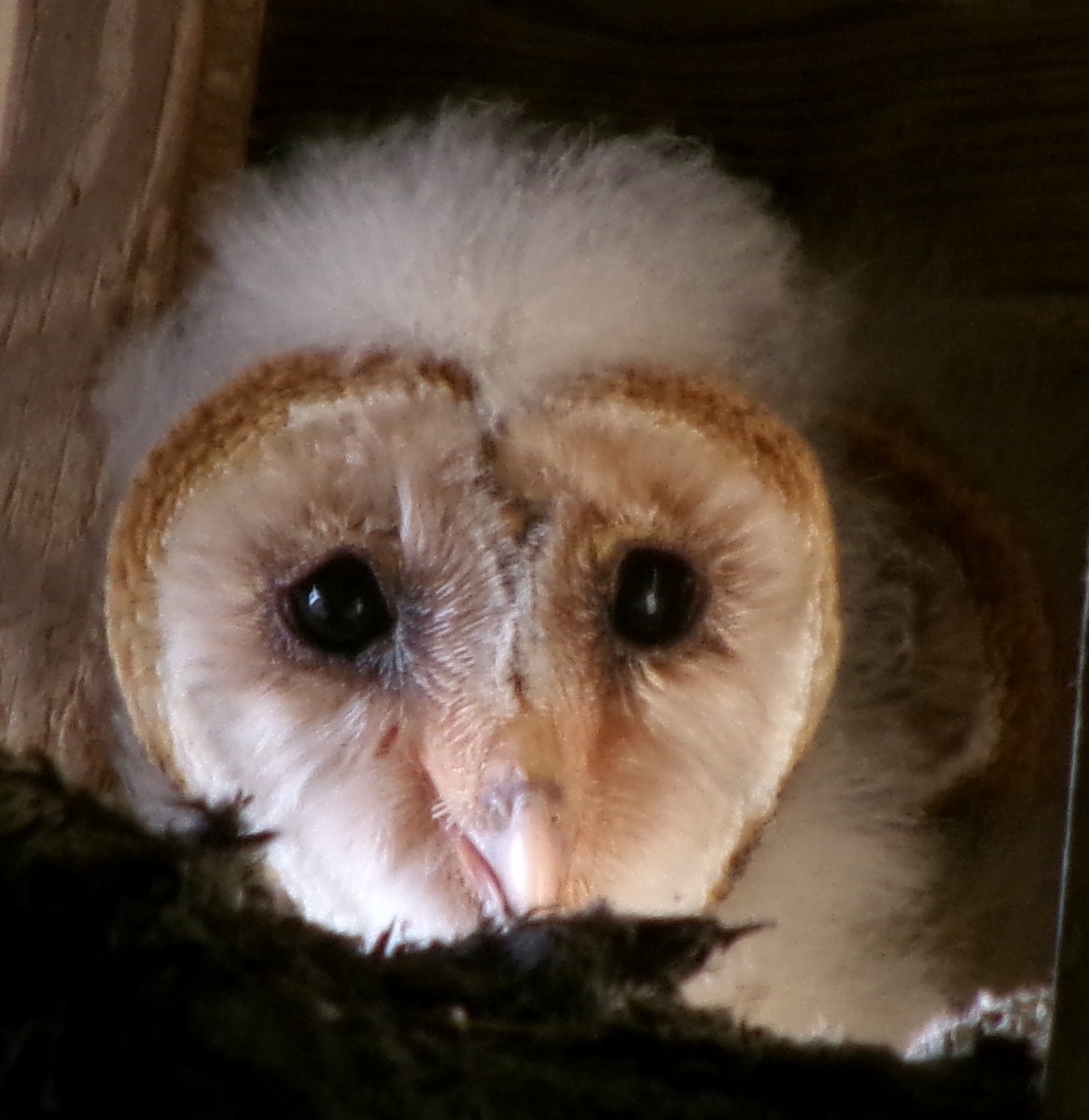 Barn Owl - ML618146459