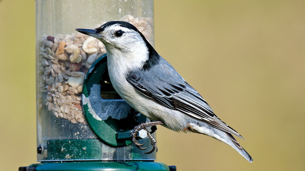 White-breasted Nuthatch - Craig Becker