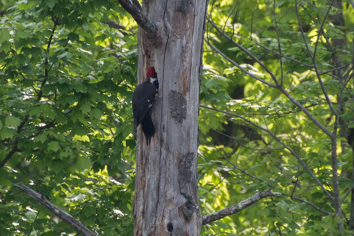 Pileated Woodpecker - ML618146521