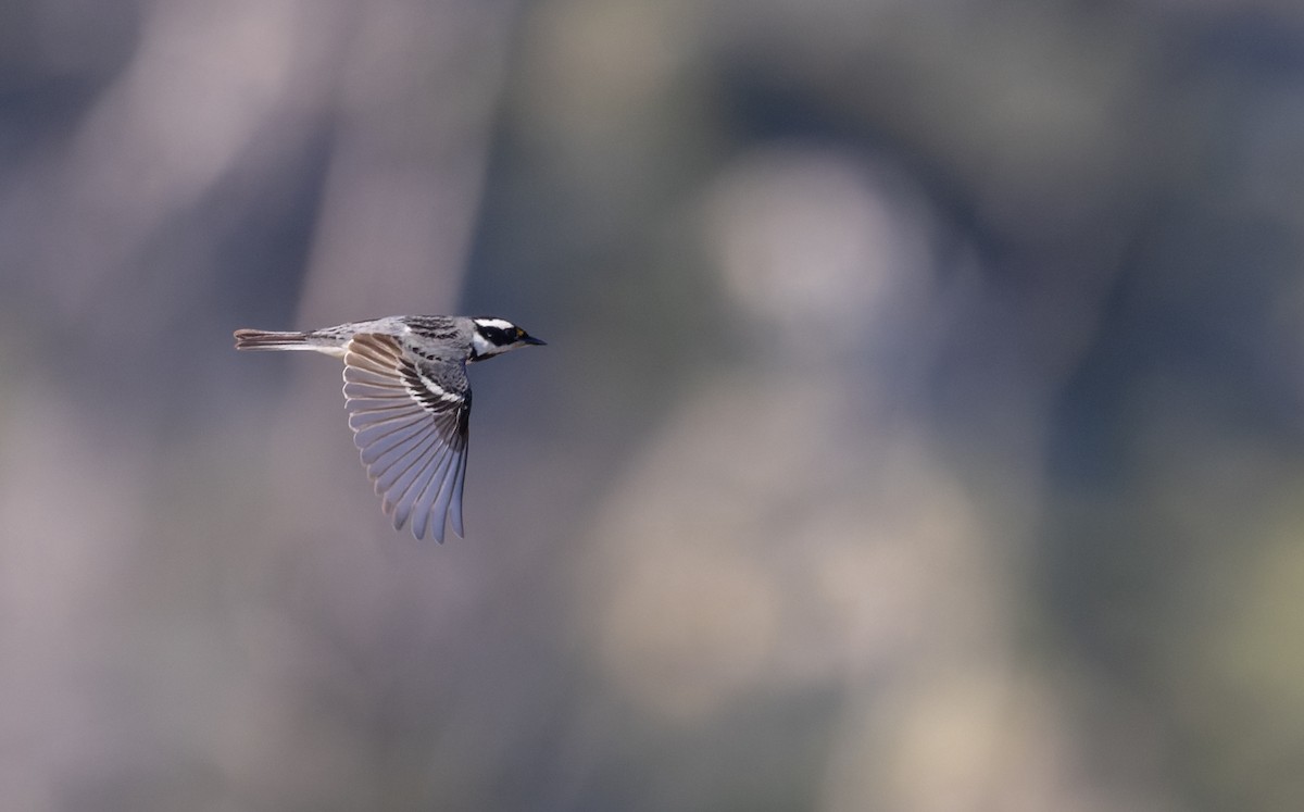 Black-throated Gray Warbler - Ian Davies