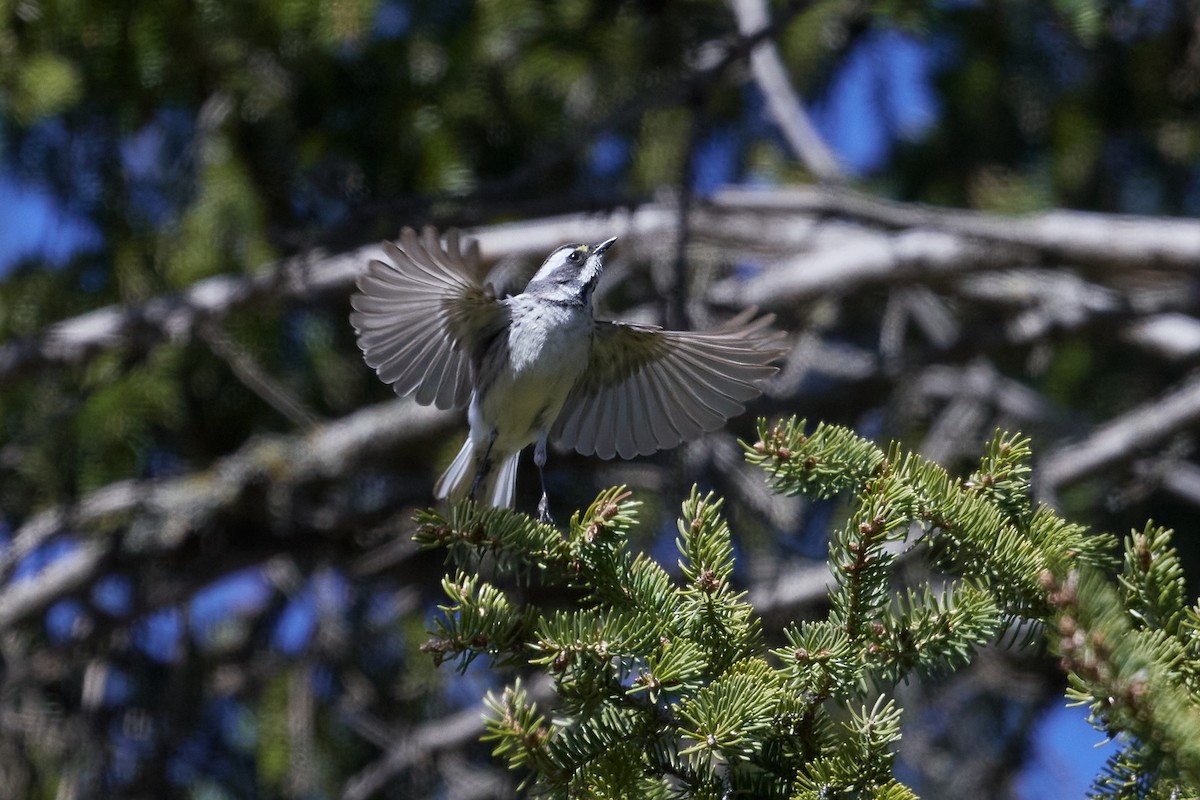 Black-throated Gray Warbler - Patrice St-Pierre