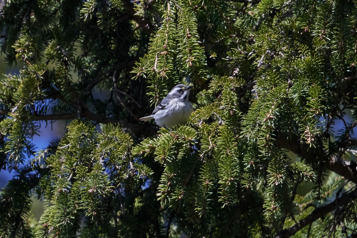 Black-throated Gray Warbler - Patrice St-Pierre