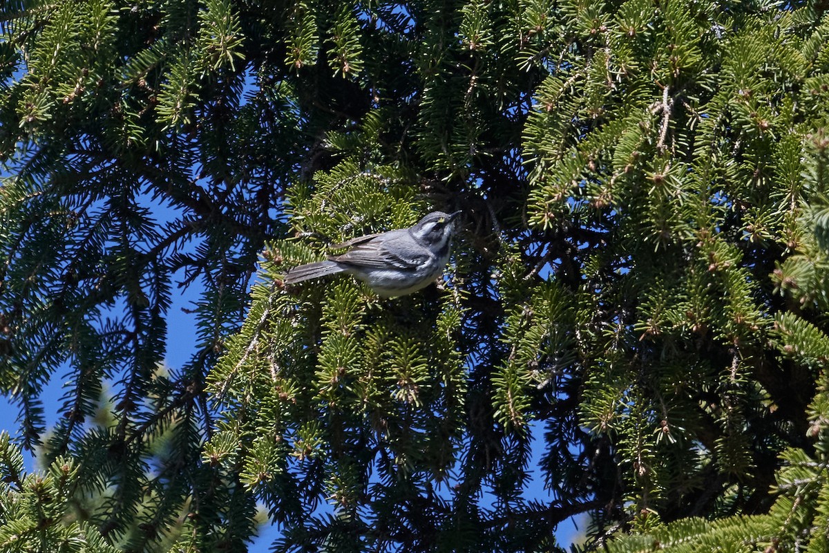 Black-throated Gray Warbler - ML618146530