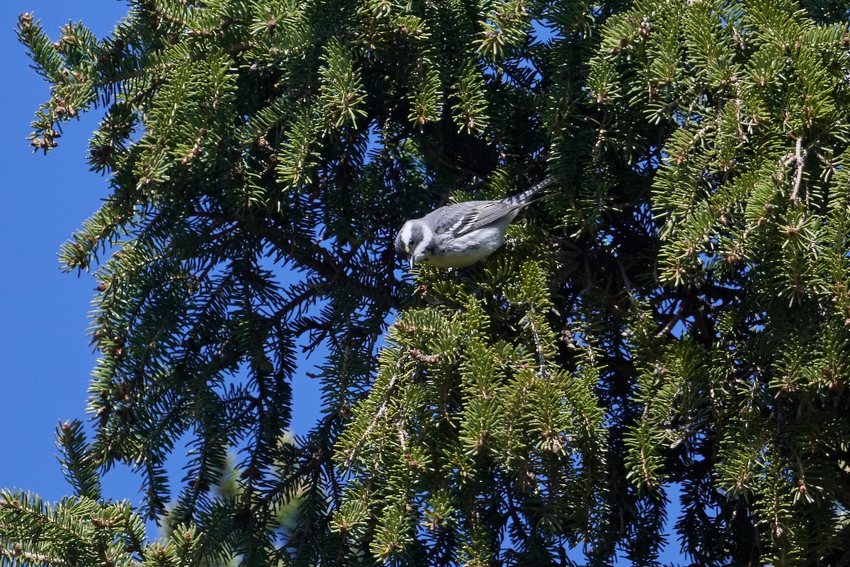Black-throated Gray Warbler - ML618146531