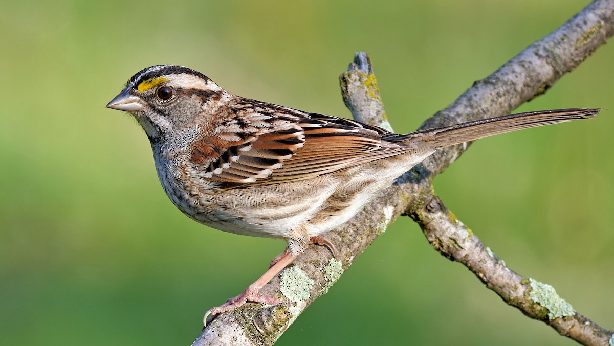 White-throated Sparrow - Craig Becker