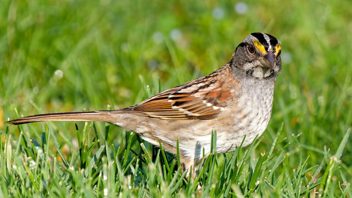 White-throated Sparrow - ML618146534
