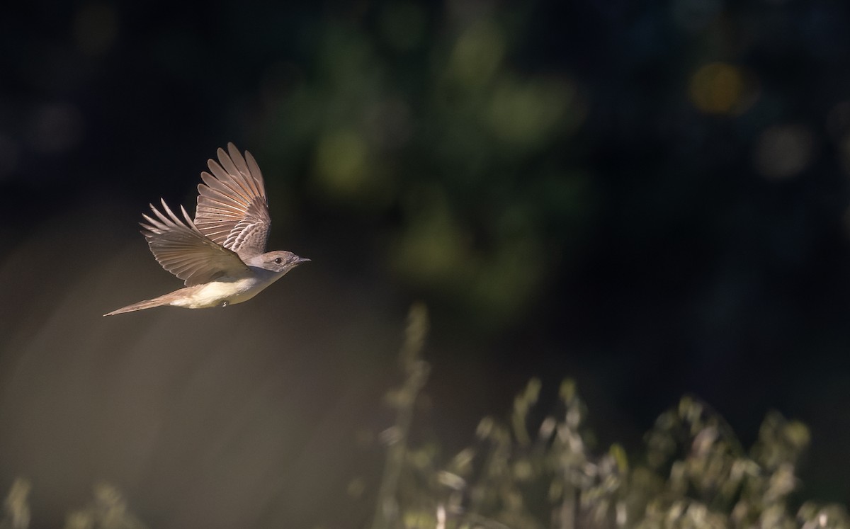 Ash-throated Flycatcher - Ian Davies