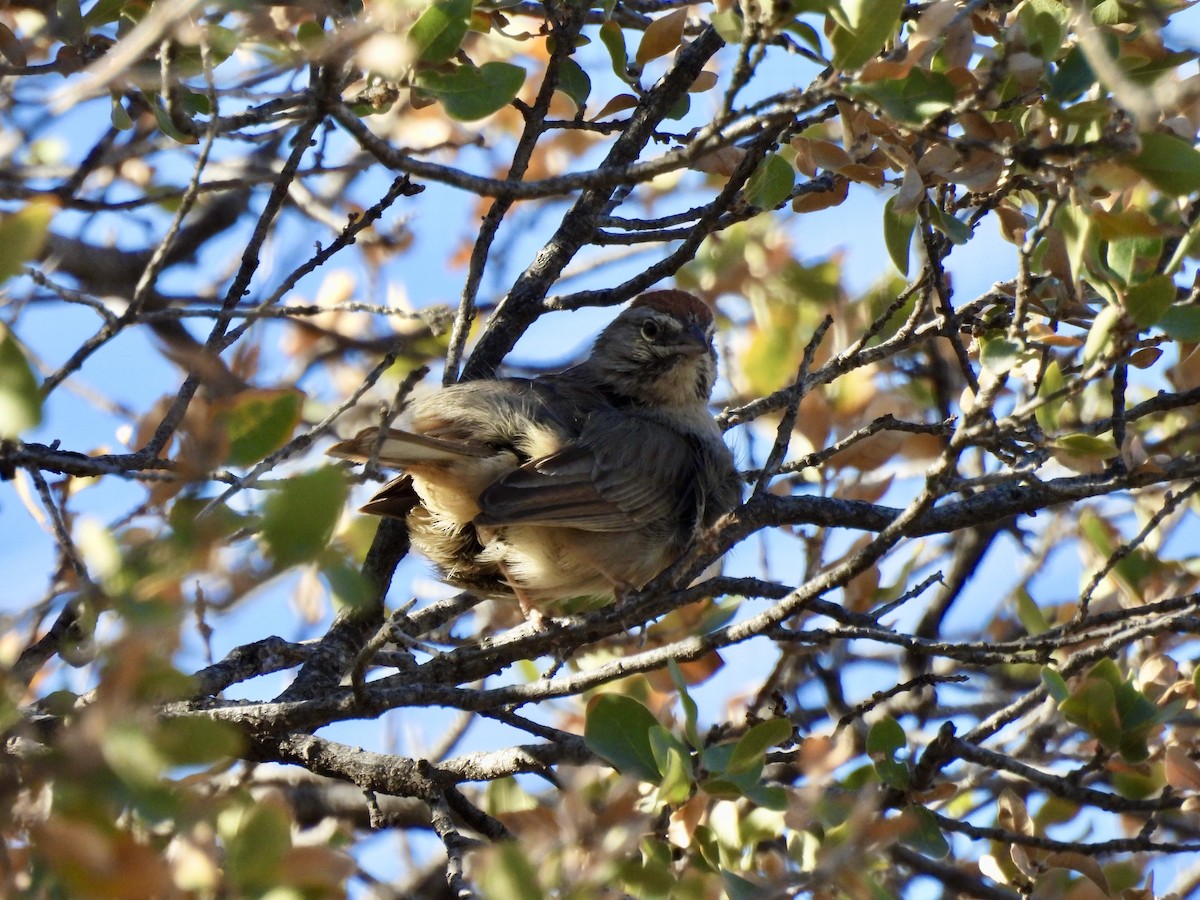 Rufous-crowned Sparrow - Bev Kronisch