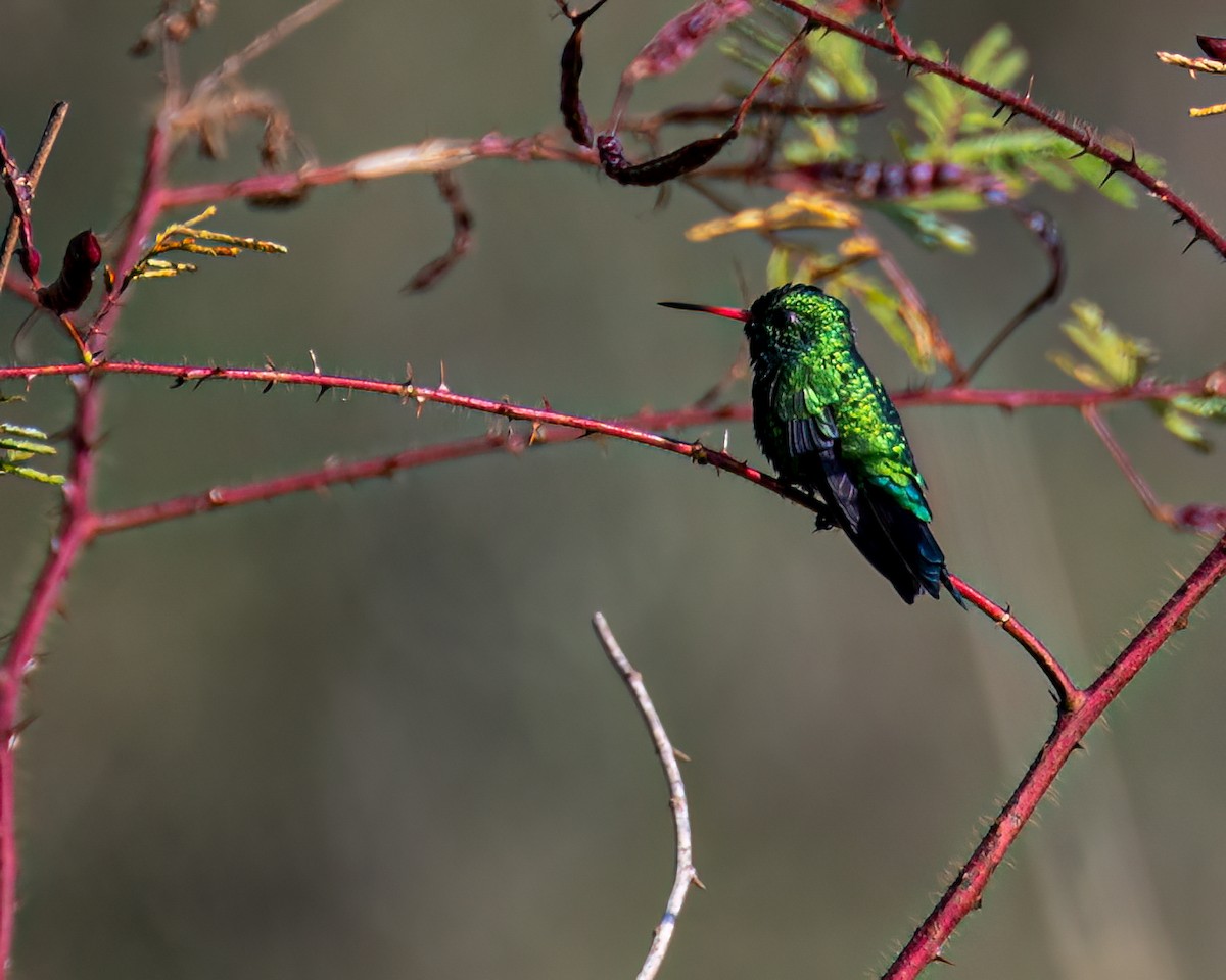 Glittering-bellied Emerald - Victor Pássaro