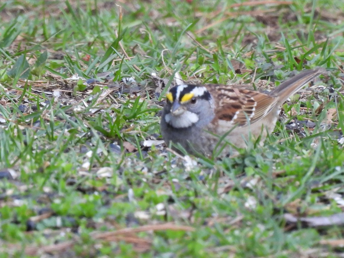 White-throated Sparrow - Annik Paquet