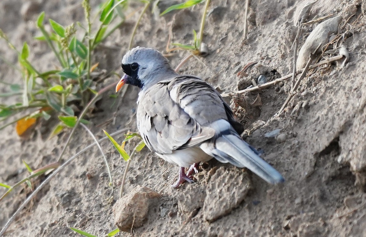 Namaqua Dove - ML618146649