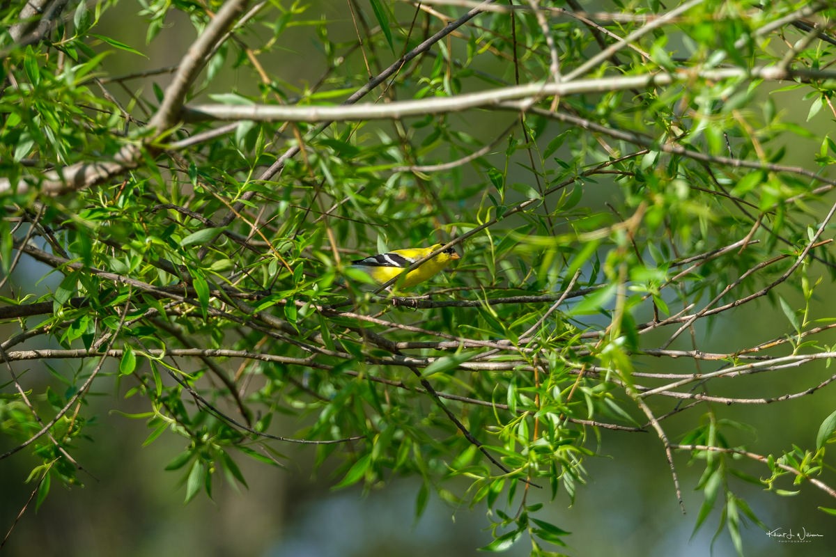 American Goldfinch - Khürt Williams