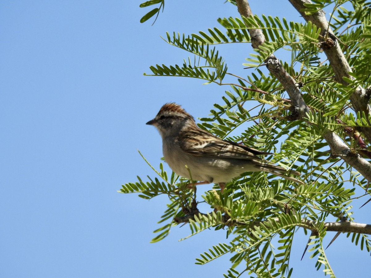 Chipping Sparrow - ML618146659