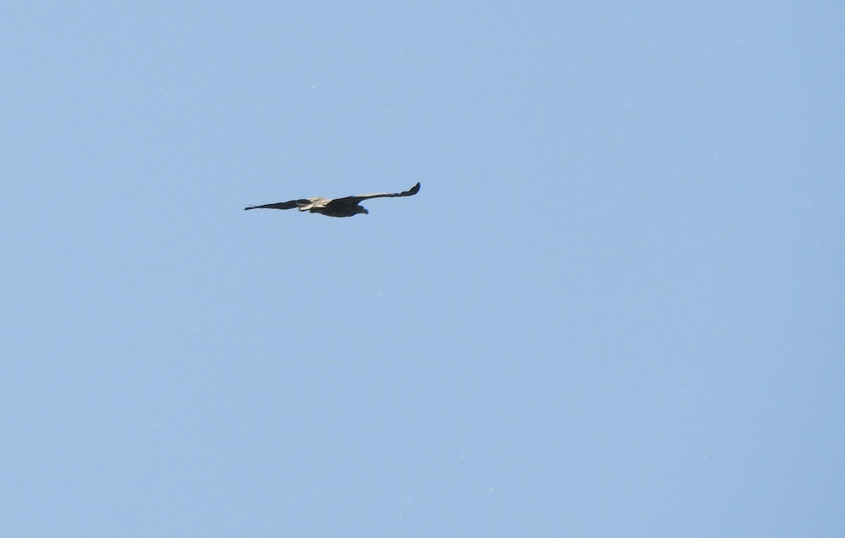 White-tailed Eagle - ML618146662